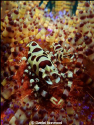 Coleman Shrimp. Whilst on a recent dive trip to Bali I wa... by Daniel Norwood 